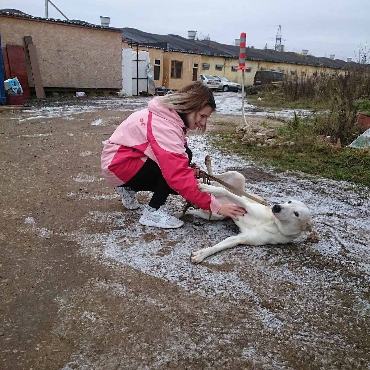 Продолжение истории собаки, которая чудом не умерла от удушья | Помощь  бездомным животным 4 лапы | Дзен