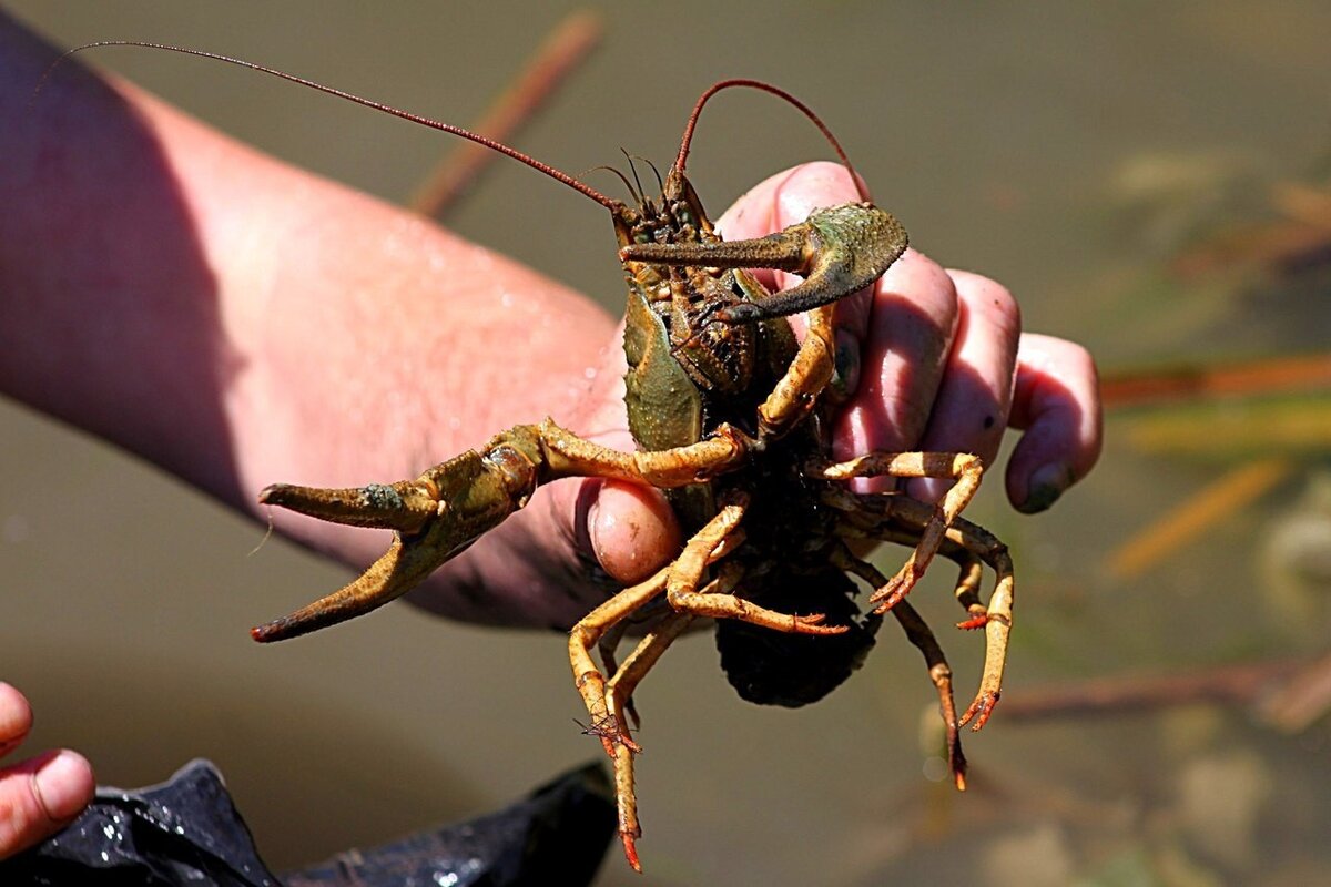 Ловля рака!