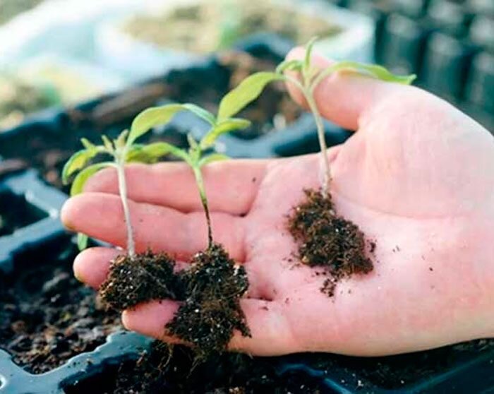 Чёрная ножка на рассаде