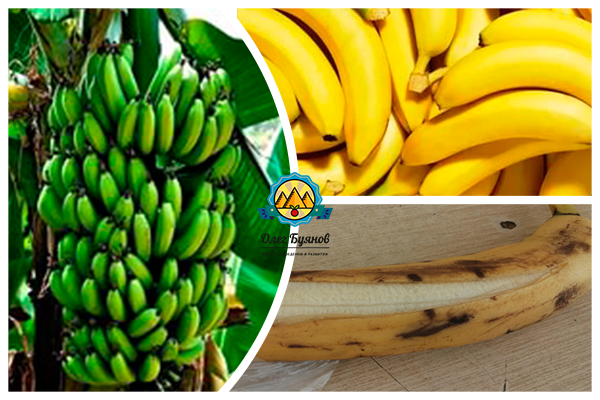 Александр Гладков