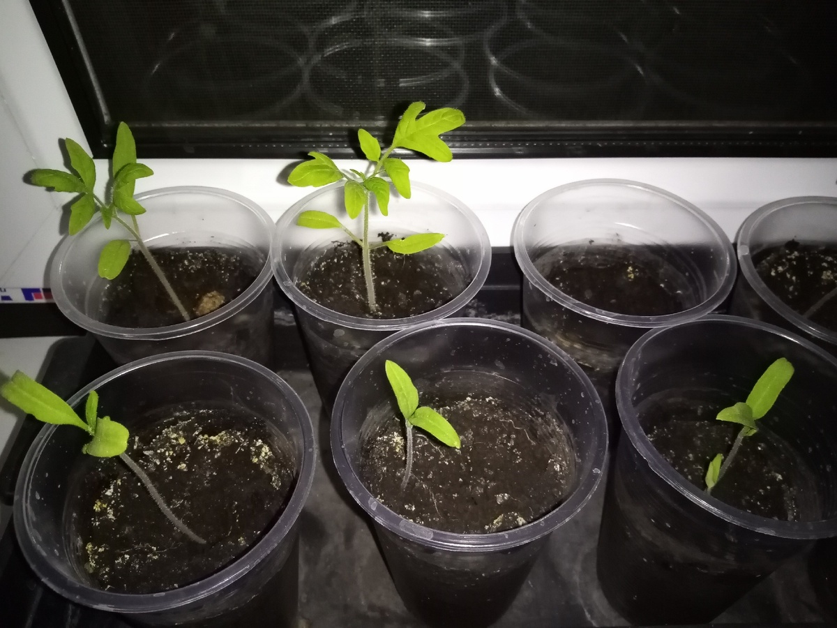 Вот и первые всходы