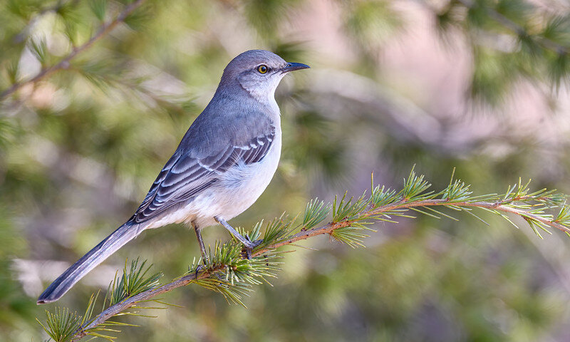 Многоголосый пересмешник. Фото www.flickr.com (Becky Matsubara)