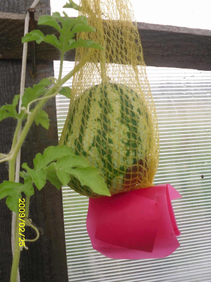 Мой арбузик из ведра