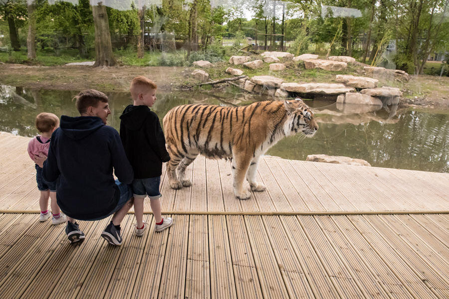 Вольер с тиграми в парке дикой природы Knowsley в Англии