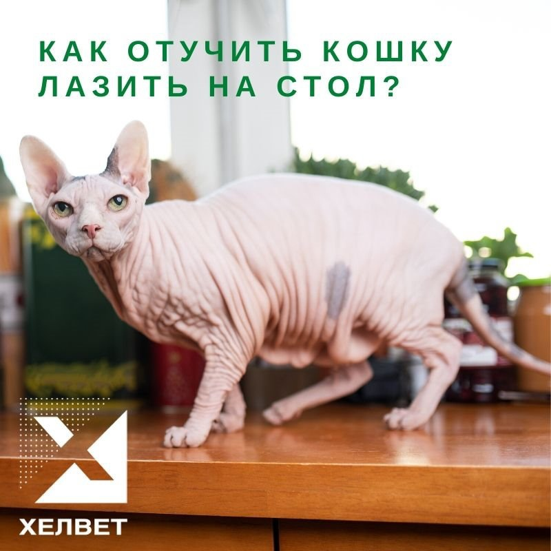 Как отучить кошку лазить по столам