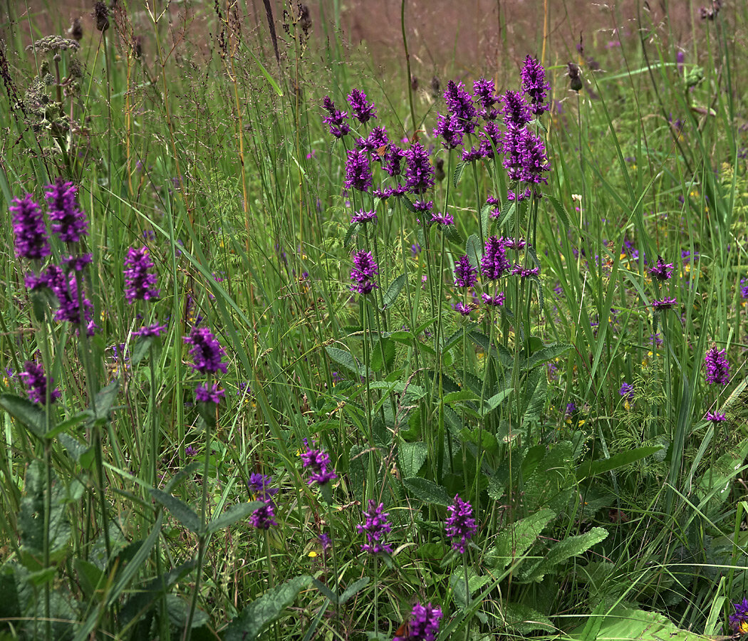 Буквица описание. Betonica officinalis. Буквица трава. Буквица Бетоника. Чистец буквицецветный.