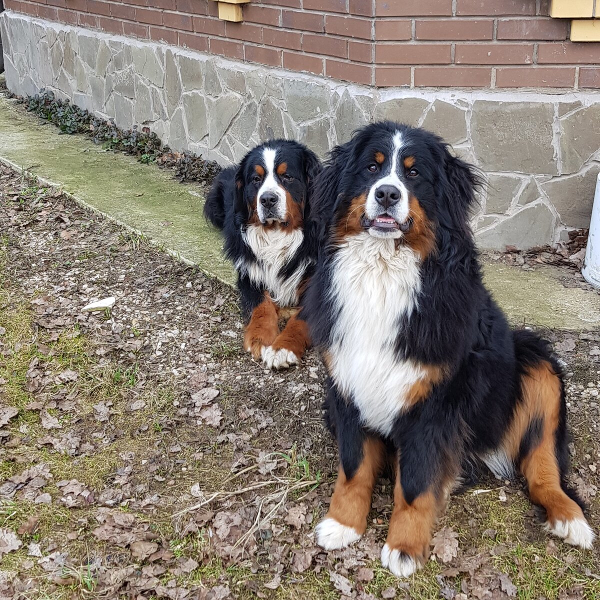 мои помощники