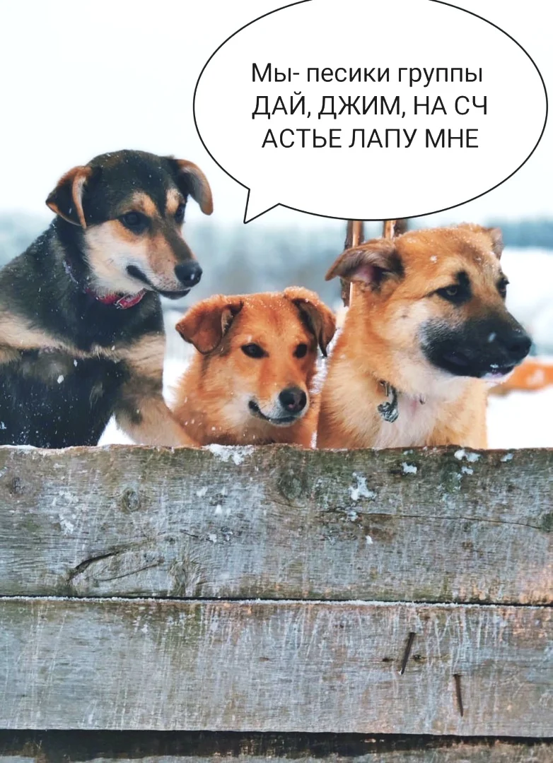 Здесь Дафна еще щенок с двумя сестрами. Вот такие они разные и по внешности и по характеру. Многие щенки из того помета были солнечно рыженькие, а Дафна обычного цвета. Неужели из-за цвета на нее не обращают внимания?