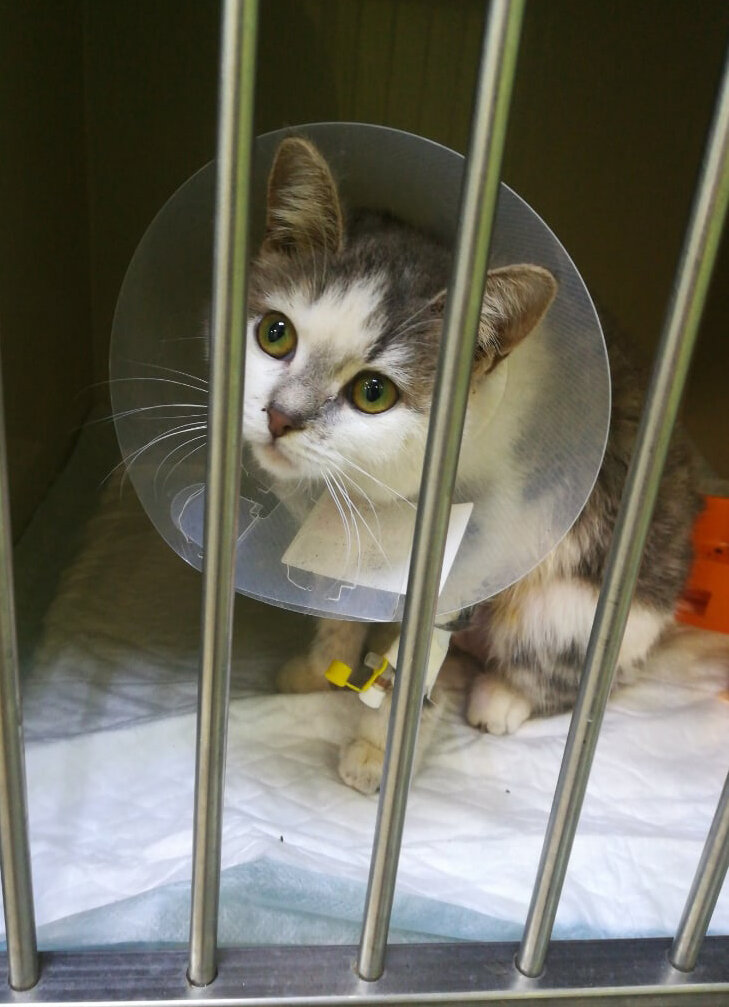 В стационаре.