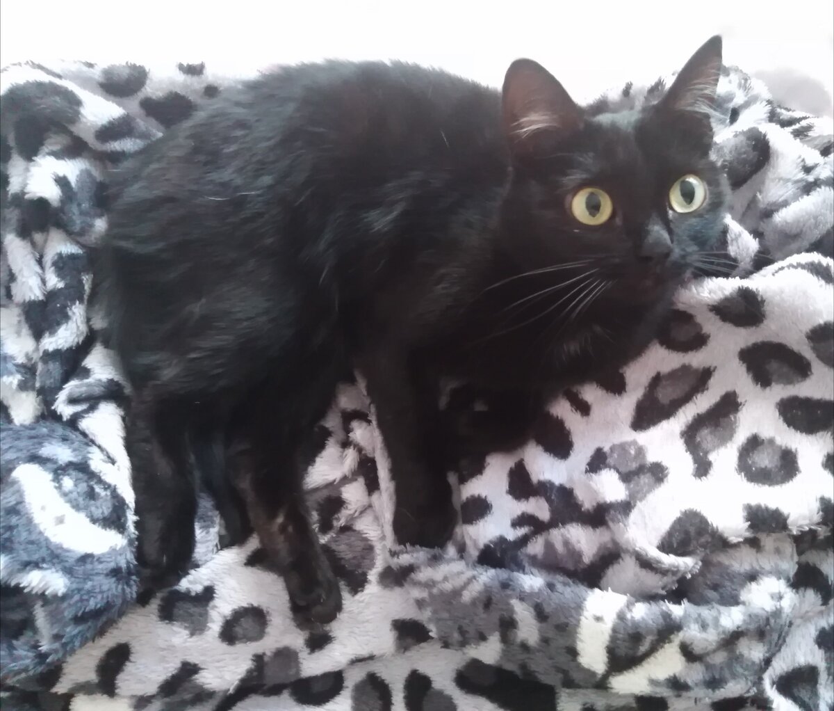 Да-да, та самая первая из 40, которых мне нет-нет да пожелают)