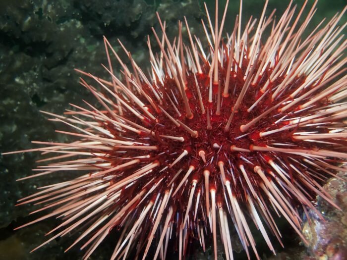10. Красный Морской еж
Считается, что ежи Красного моря почти бессмертны. Они найдены на мелководье Тихого океана вдоль западного побережья Северной Америки. Известно, что эти маленькие колючие существа живут более 200 лет.. Кои Фиш
Кои обычно живут 25-30 лет, но есть сообщения о том, что они достигли возраста более 200 лет! Одна известная в Японии кои по имени Ханако умерла в 1977 году, и исследование колец роста одной из ее весов показало, что ей 226 лет! Это сделало ее старше, чем Соединенные Штаты Америки!