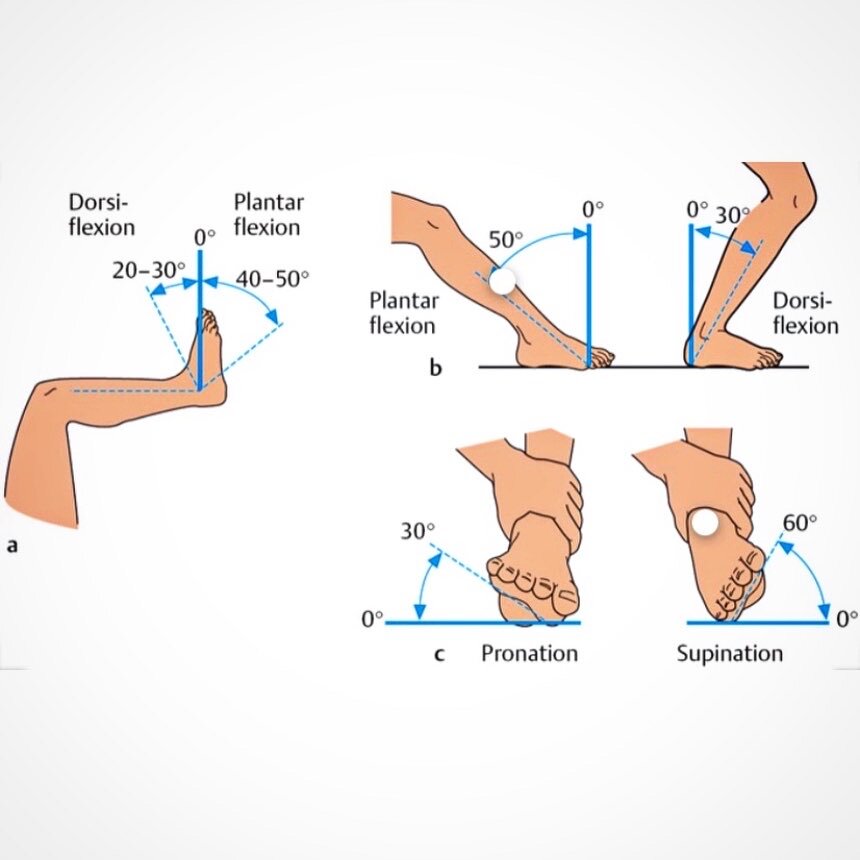 На рисунке: средние показатели объёма движения в голеностопном суставе.