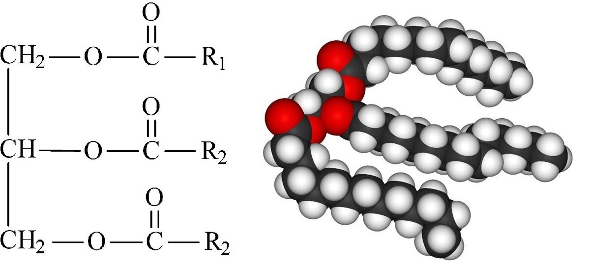 Схема образования молекулы жира