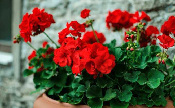 Источник изображения https://buhitter.com/search?q=%E3%82%B8%E3%83%AB%E3%82%B3%E3%83%B3&offset=140