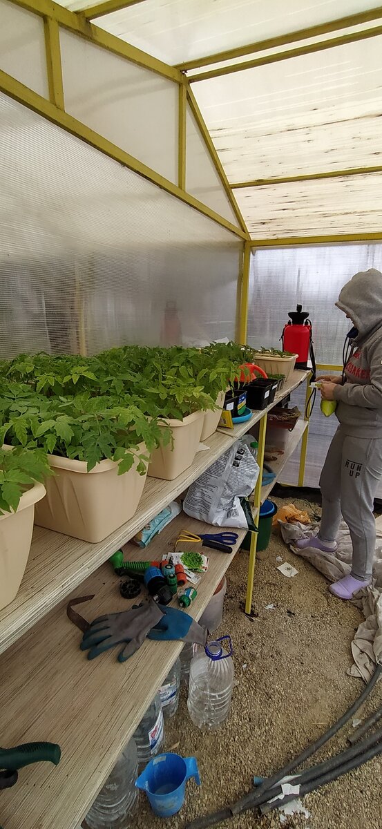 Вырастила рассаду. Сама как большая)