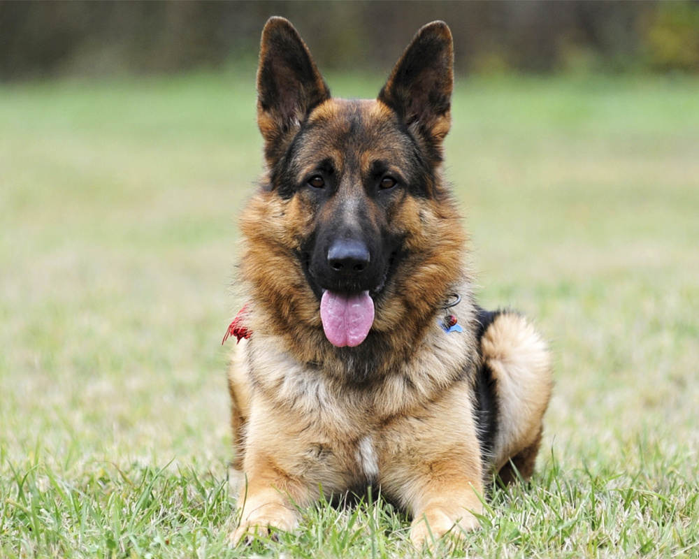 Немецкая овчарка