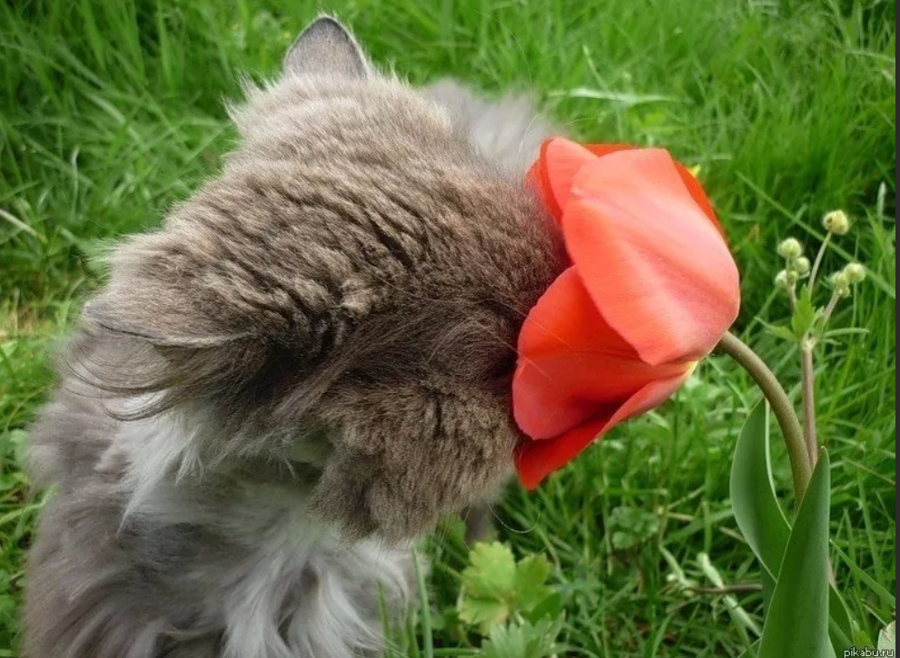 Фото с сервера яндекс.картинки