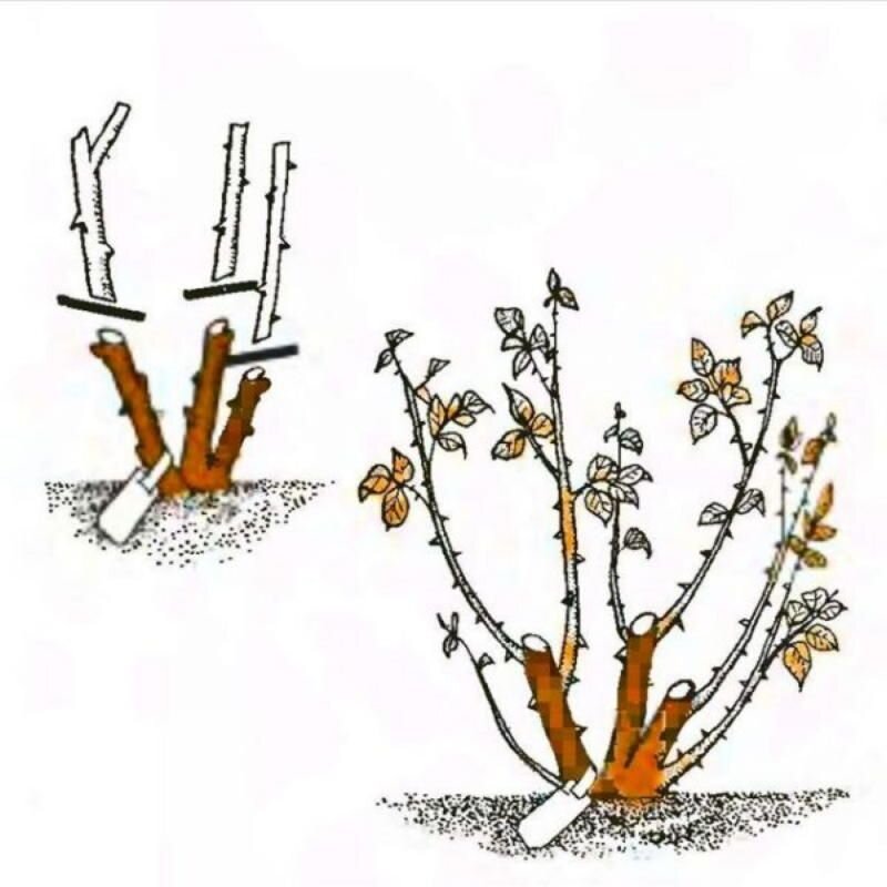 Взято из открытых источников