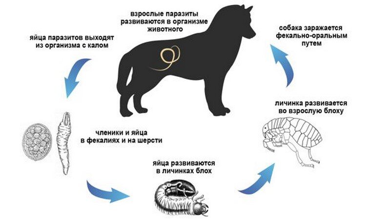 Использовано фото ресурса www.zootyt.ru