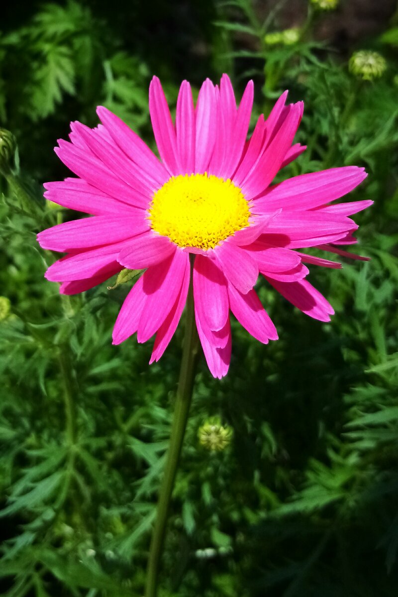 Pyrethrum Roseum