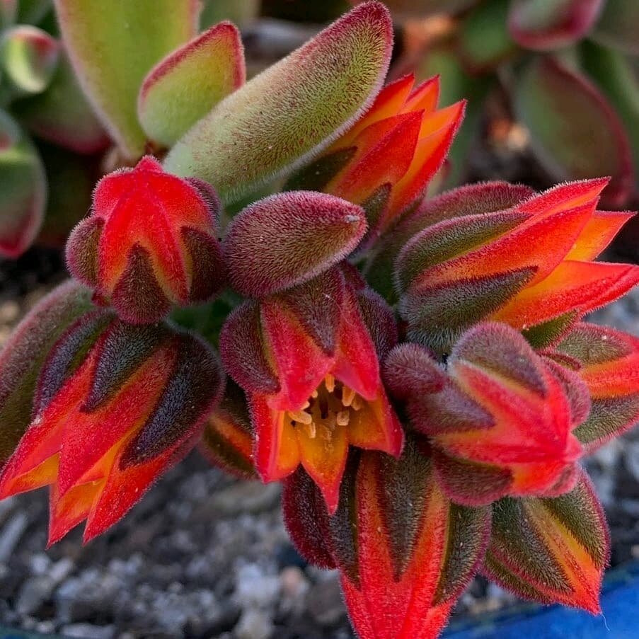 @succulents.flower