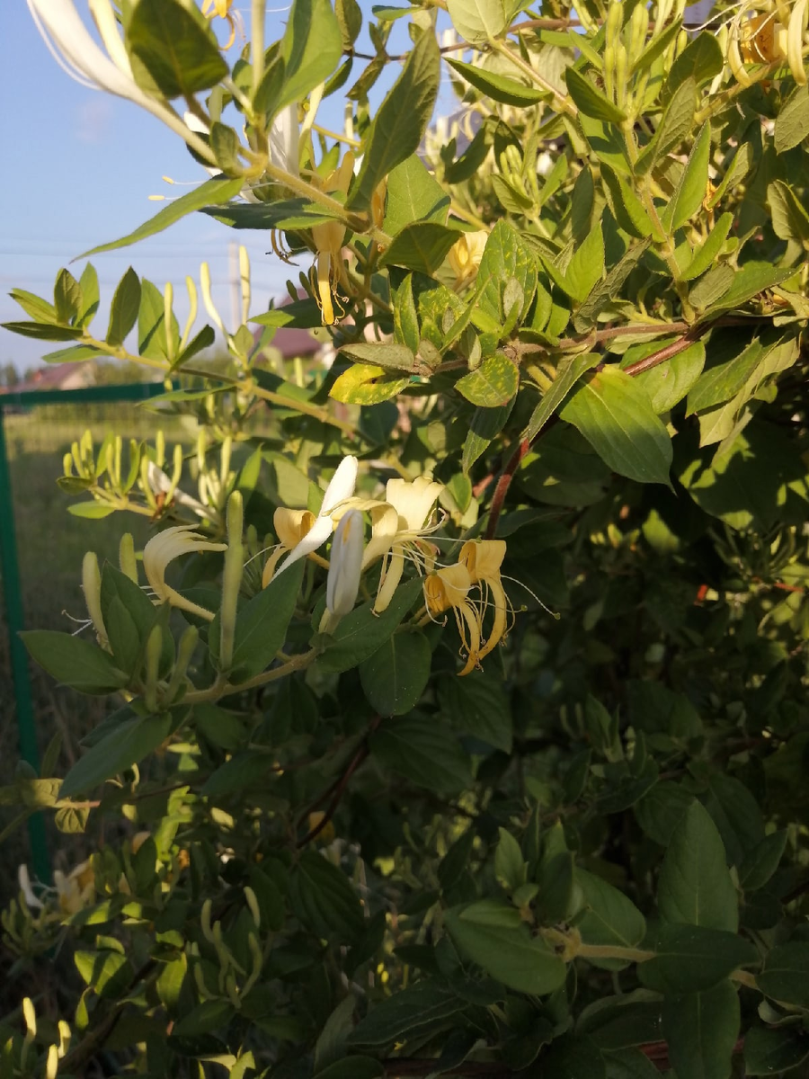 после дождя приятно пахнет цветущая жимолость или каприфоль ее еще называют