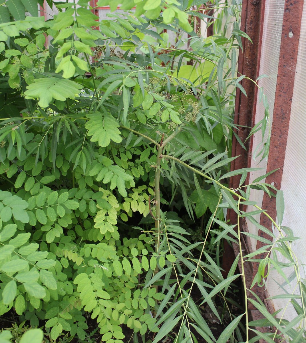 Ива в зарослях