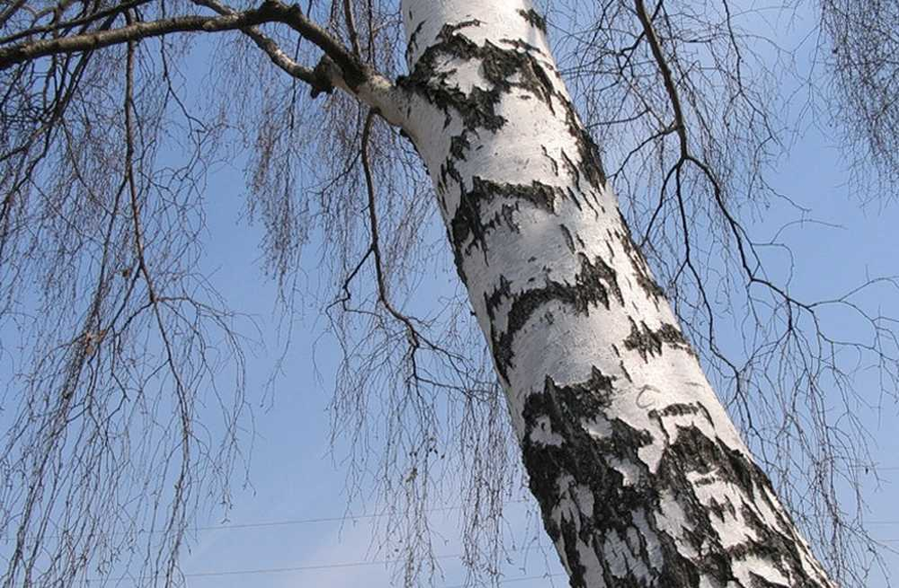 Ствол дерева березы. Ствол березы. Сокодвижение береза березовый сок. Береза дерево. Береза ранней весной.