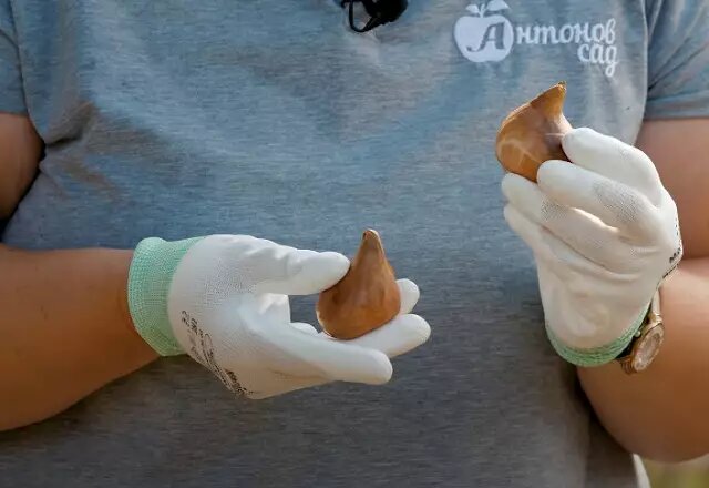 Фото: луковки какого размера выбирают для посадки.