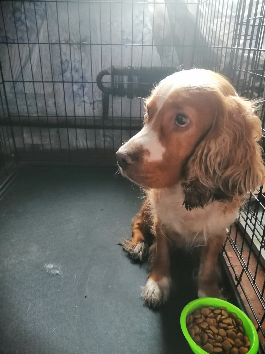 Персик, увы порода не даёт гарантии на долгую и счастливую жизнь. Про Персика будет обязательна публукация. Персик нуждается в помощи ветеринара. 