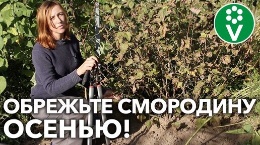 Download Video: Кусты смородины дадут больше урожая при такой обрезке