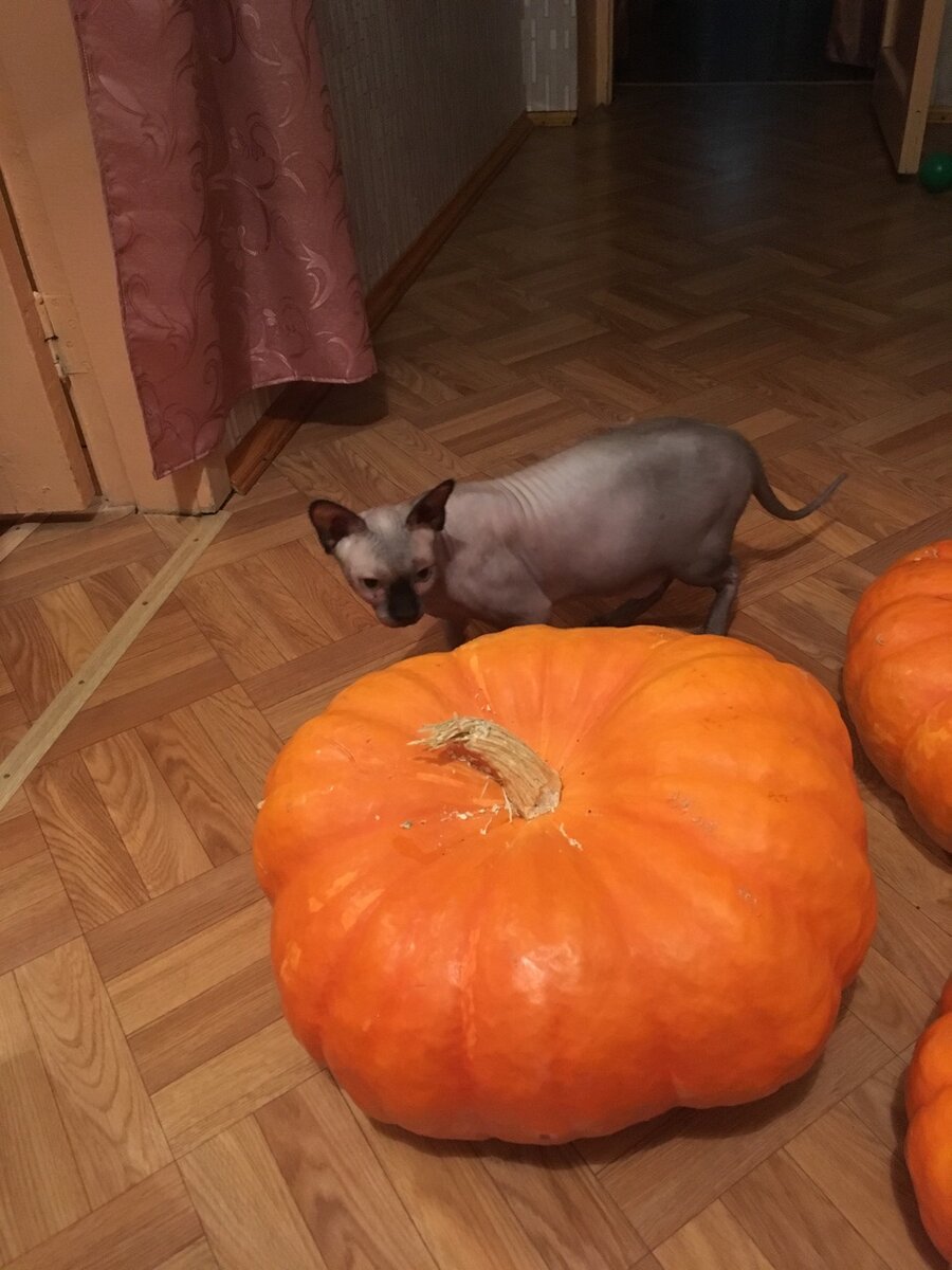 Фото автора статьи: Тыквы прошлых сезонов вызвали огромное удивление нашего котика "И это едят?"