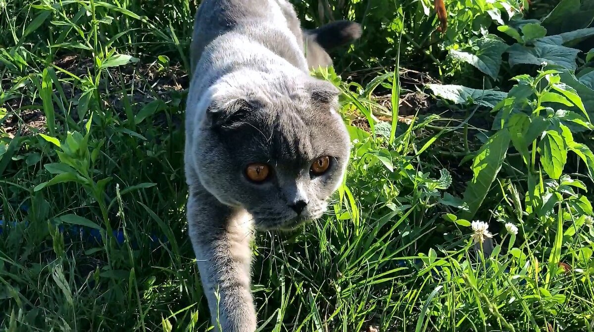 На прогулке Космоса сопровождает минимум один человек, кто-то же должен его фоткать :)