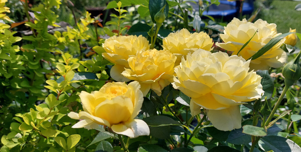 Багама. Ч/г роза. 