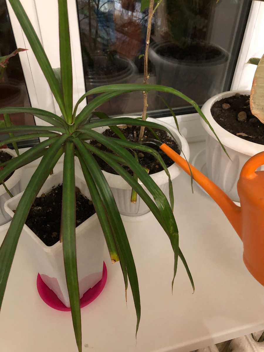 Зимой цветы у меня дома растут не "благодаря", а скорее "вопреки", иногда даже "назло"