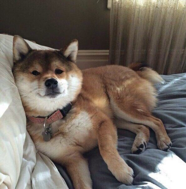 Акита-ину отдыхает после тяжёлого сна