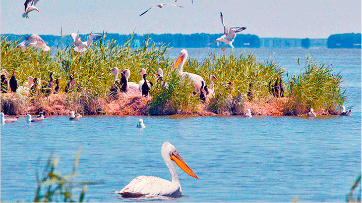 Колония пеликанов в Омской области