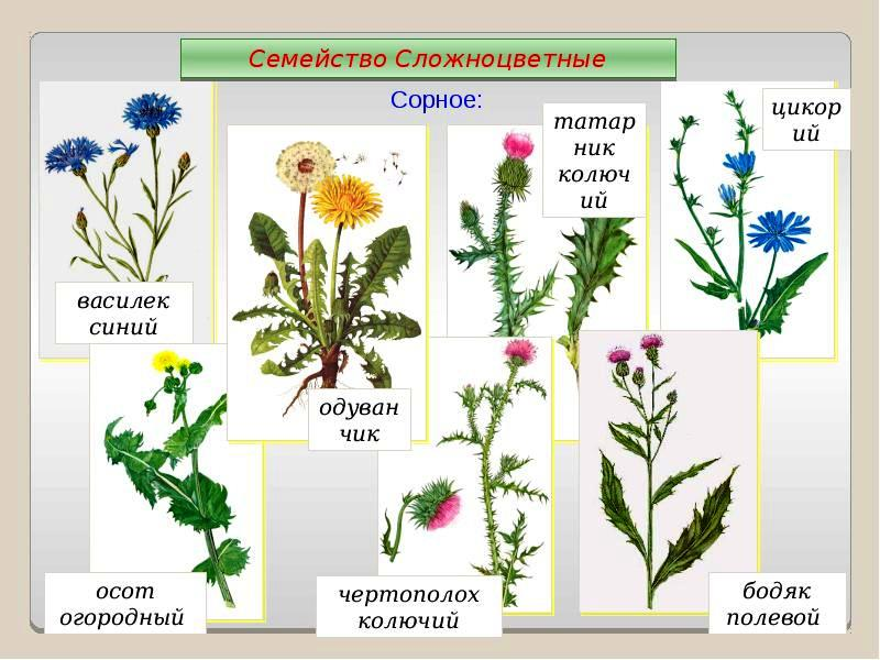 Сделайте описание осота по следующему плану какую среду обитания освоили осот