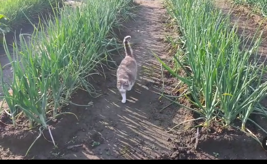 Кошка Соня контролирует все процессы)