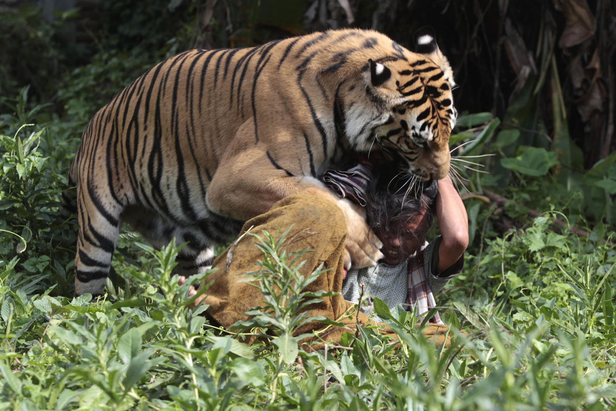 Тигр людоед. Чампаватская тигрица людоед. Чампаватская тигрица фото. Индийский тигр.