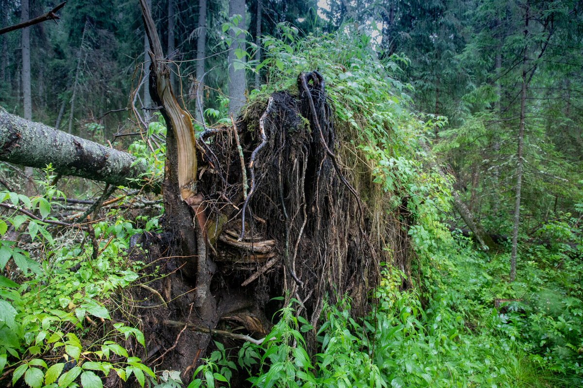 Вот он какой, ветровал