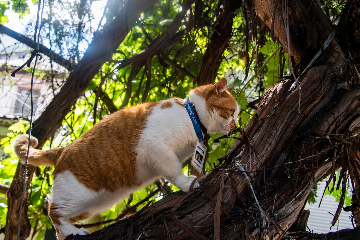 Люблю открывать новые интересные места в городе. Этой лозе, например, 100 лет!