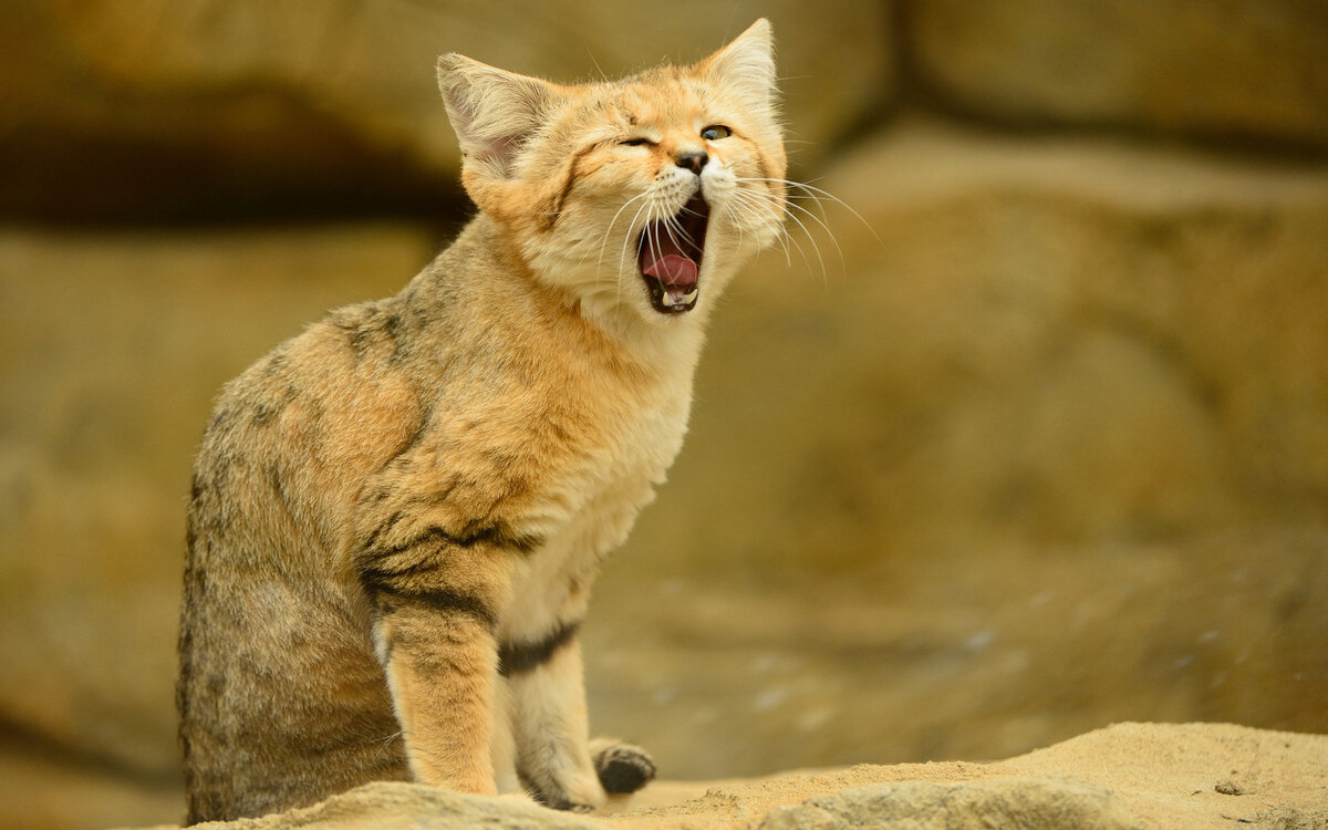 Барханная кошка