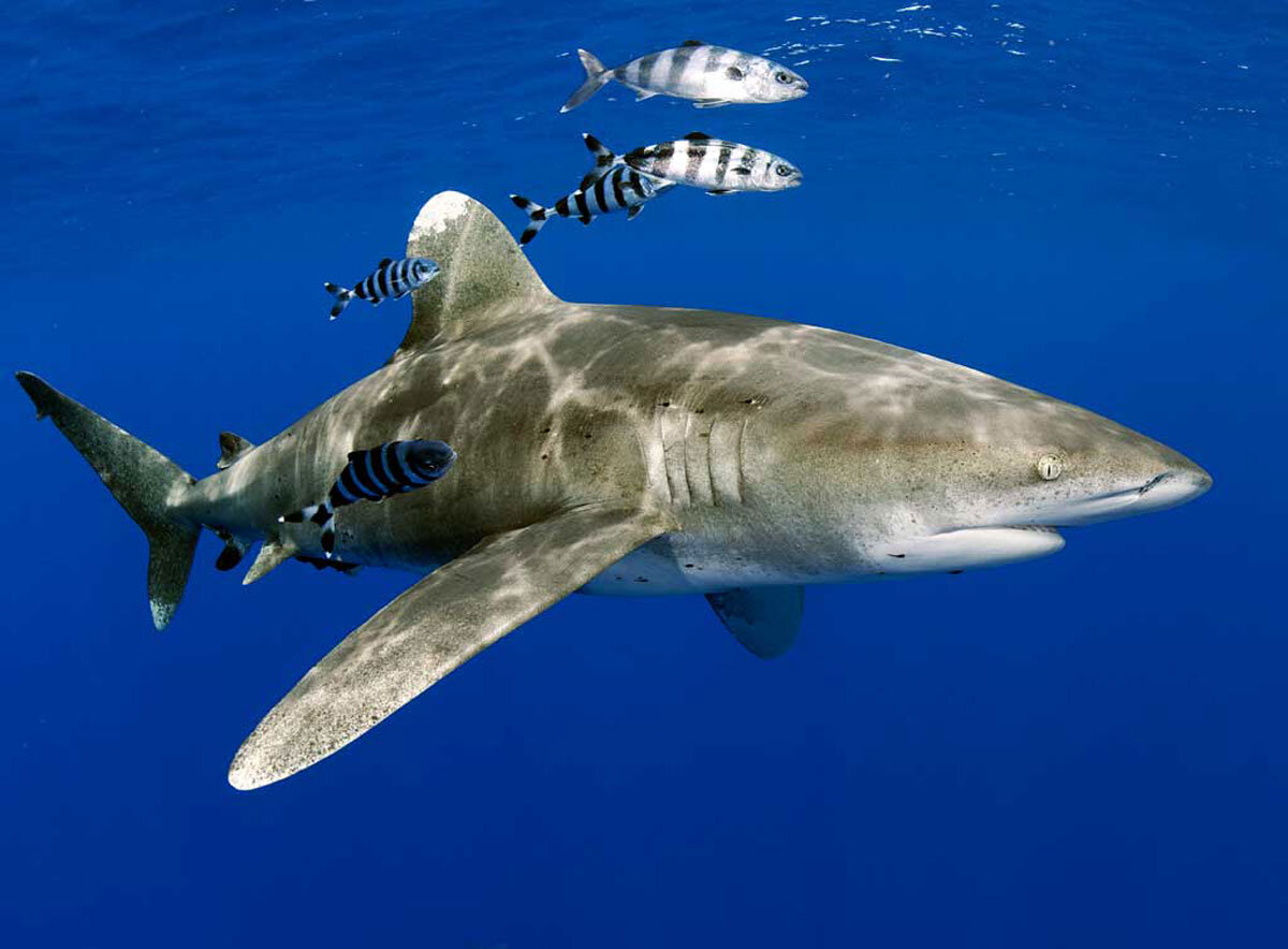 Рыба лоцман и акула тип. Океаническая длинноплавниковая акула. Длиннокрылая акула. Лонгиманус акула. Длиннокрылая серая акула.