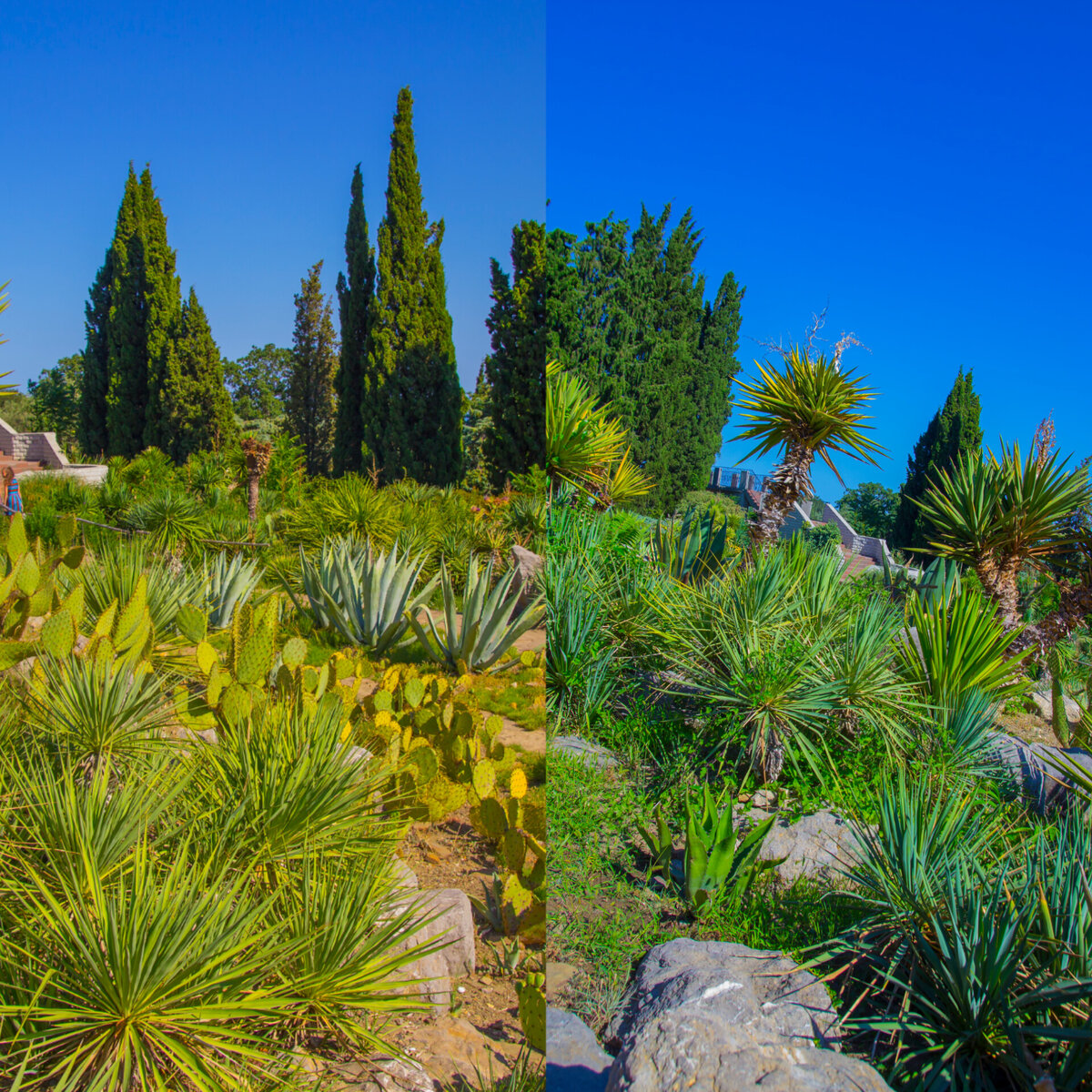 клювовидная , у нее голубоватый оттенок листьев