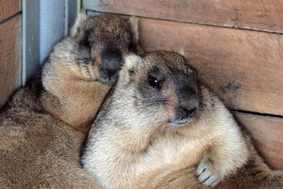     Прежде чем залечь в спячку Иван и Ева накопили приличную жировую прослойку. Фото: Александр Кузовенко