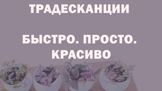 КАК КРАСИВО ПОСАДИТЬ ТРАДЕСКАНЦИИ/ Дизайн и размножение САМЫХ КРАСИВЫХ СОРТОВ