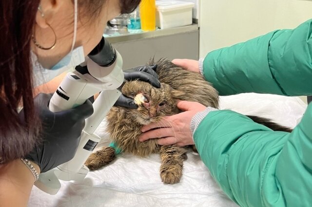    Фото: Инициативная группа по защите животных г. Твери