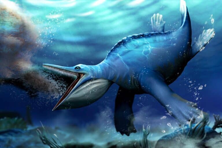    Морской ящер Hupehsuchus фильтрует воду: реконструкция палеохудожника / ©Shunyi Shu, Long Cheng, Wuhan Center of China Geological Survey