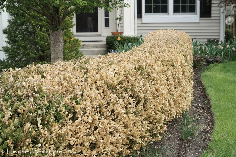 Туя пожелтела после зимы. Самшит после зимы пожелтел что надо делать. Буреют листья у самшита. Самшит высох. Самшит после зимы пожелтел что надо делать.